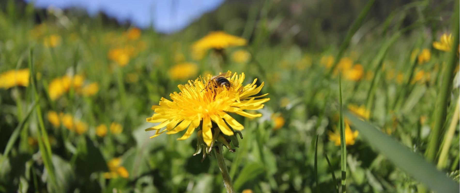 Dandelion Weeks in Deutschnonsberg Region