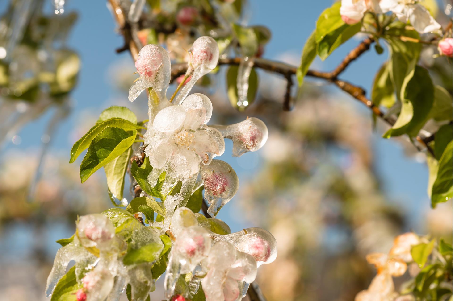 bluete-frost-fruehling-eis-suedtiroler-apfelkonsortium-patrick-schwienbacher-1[2]