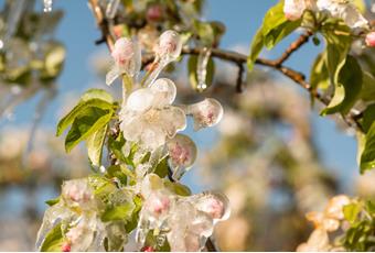 Schutz der Apfelblüte