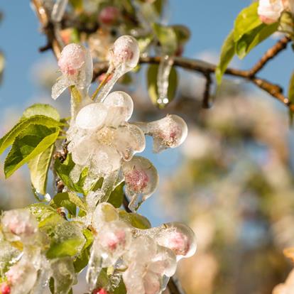 Schutz der Apfelbäume