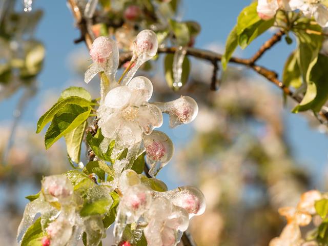 bluete-frost-fruehling-eis-suedtiroler-apfelkonsortium-patrick-schwienbacher-1[2]