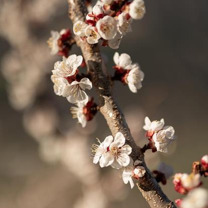 Frühling in Naturns