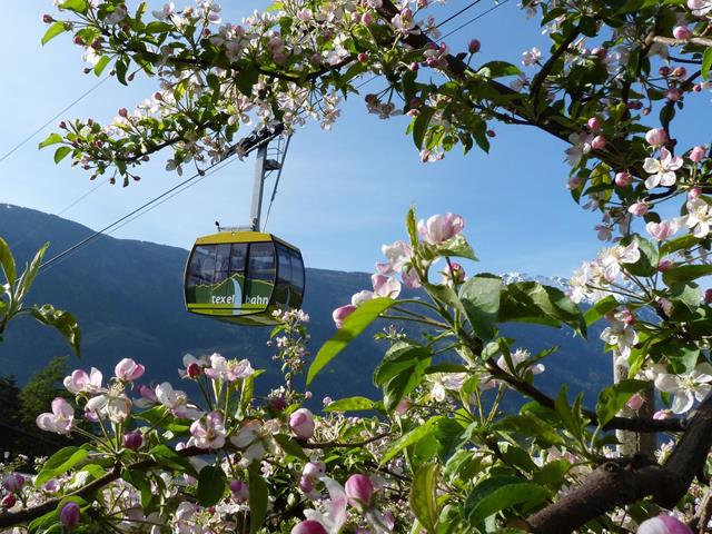 apfelbluete-fruehling-seilbahn-texelbahn-sr