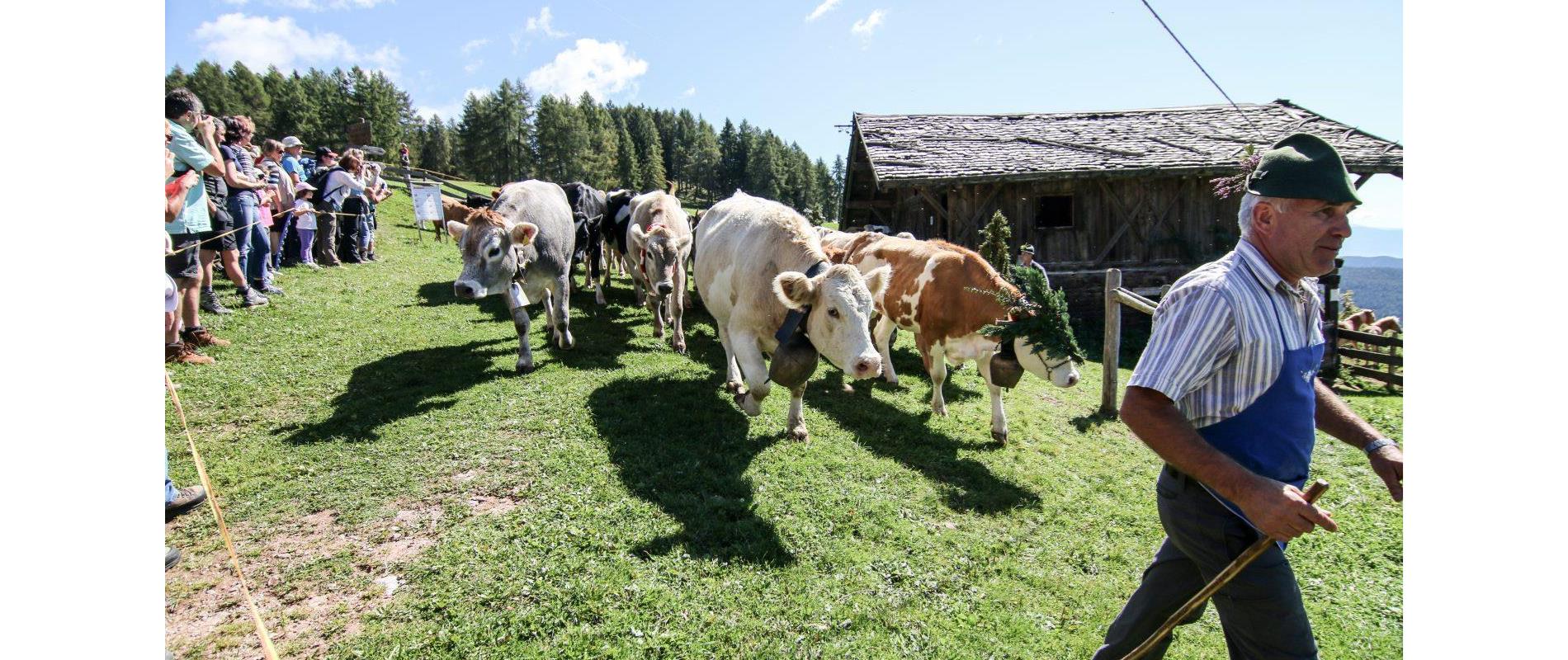 Veranstaltung-Almabtrieb-Hafling-Voeran-Meran2000-ba