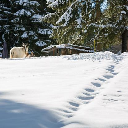 Escursioni invernali in un paesaggio naturale incontaminato ad Avelengo, Vöran, Merano 2000