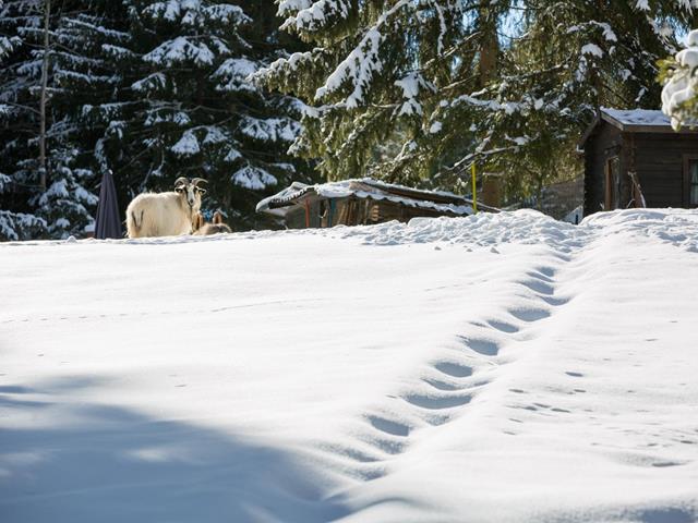 Winter hiking in the untouched landscape in Hafling, Vöran, Merano 2000