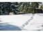 Inverno-impressioni-caprone-Avelengo-Verano-Merano2000-sm