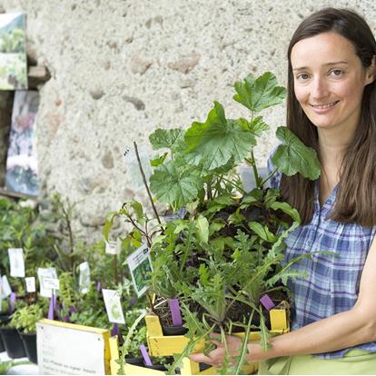 Die Märkte im Meraner Land und in Südtirol