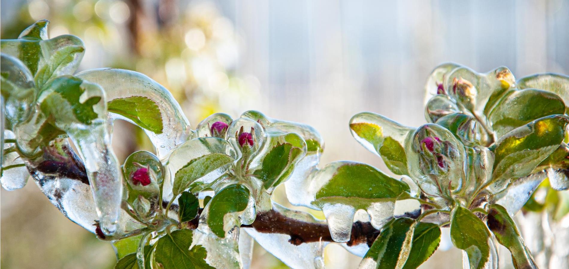 Naturspektakel Apfelblüte und Eisblüte