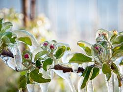 Naturspektakel Apfelblüte und Eisblüte