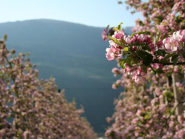 apfelbluete-bluete-fruehling-mandy-spechtenhauser-2021-37