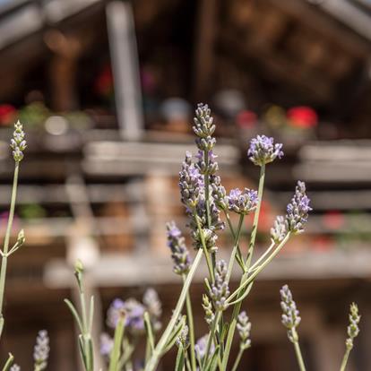 Mountain huts