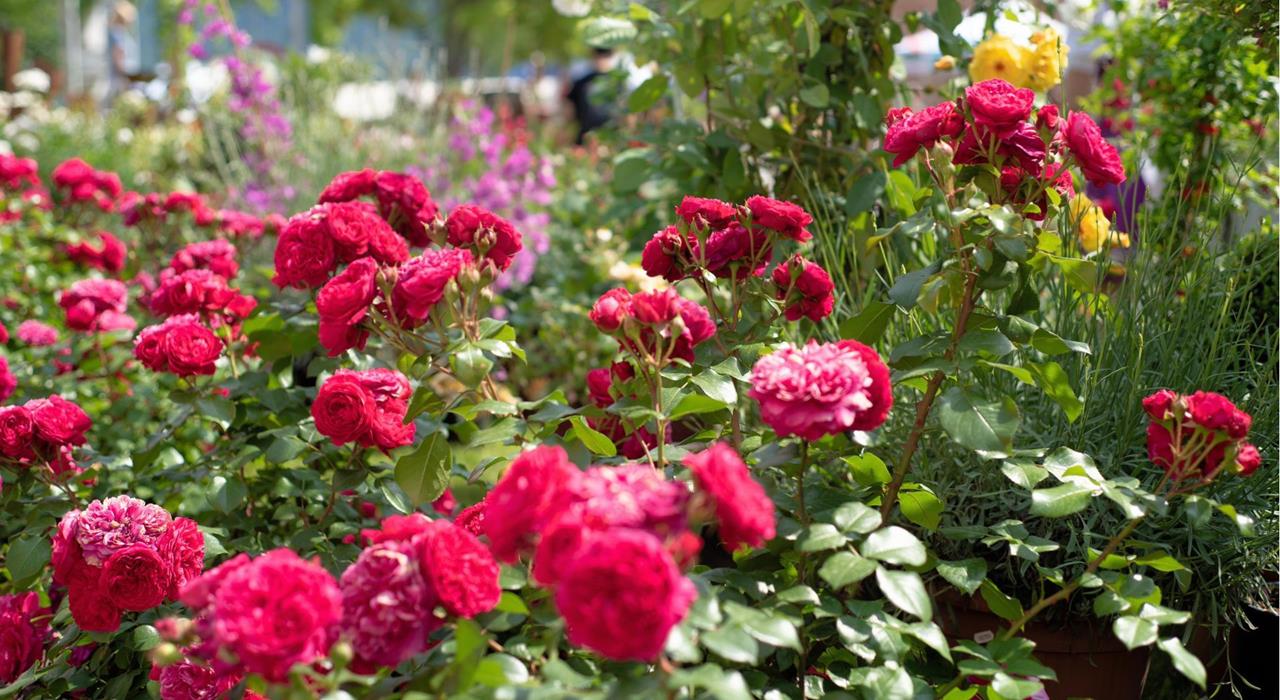 Erholung & Natur-Rosen-Nals-fs
