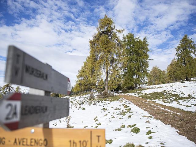 Camminate invernali tra larici e neve ad Avelengo e Verano