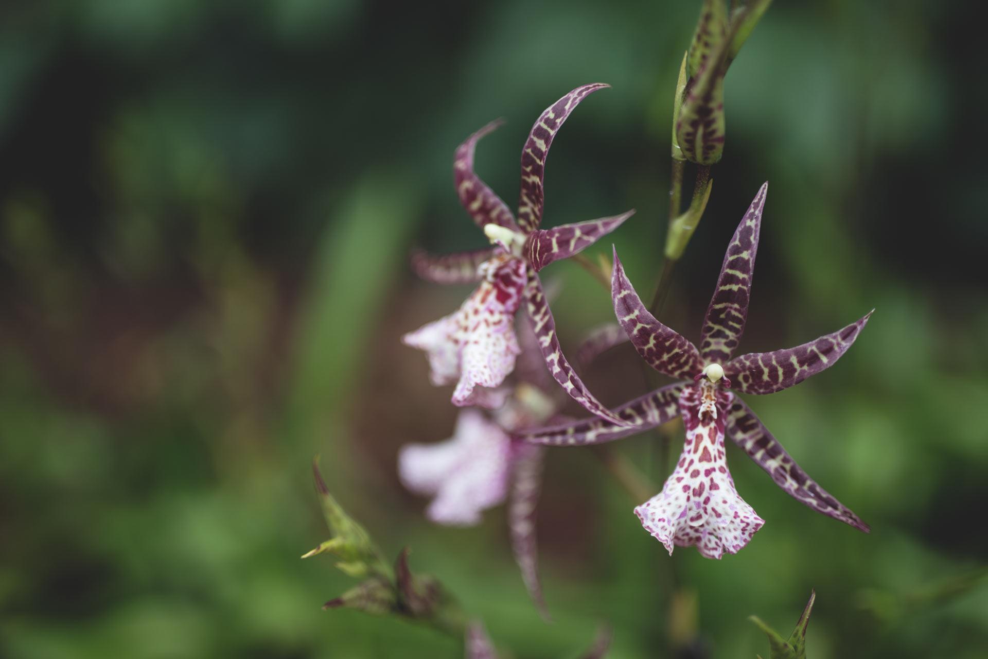 maike-descher-orchideenwelt-blume