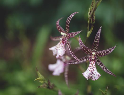 maike-descher-orchideenwelt-blume