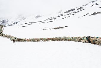 Transumanza delle pecore patrimonio UNESCO