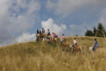 Horse-Riding-Riding-Excursion-with-Haflinger-horses-Avelengo-Verano-Merano2000-fb