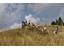 Horse-Riding-Riding-Excursion-with-Haflinger-horses-Avelengo-Verano-Merano2000-fb
