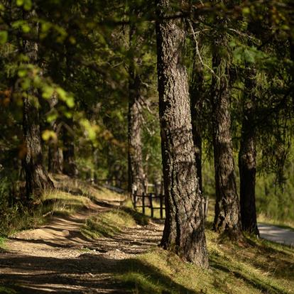 Vacanze sul Monte San Vigilio vicino a Merano