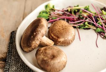 Mushroom picking in the Passeiertal Valley