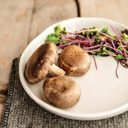 Mushroom picking in the Passeiertal Valley