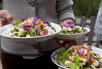 Wild herbs kitchen