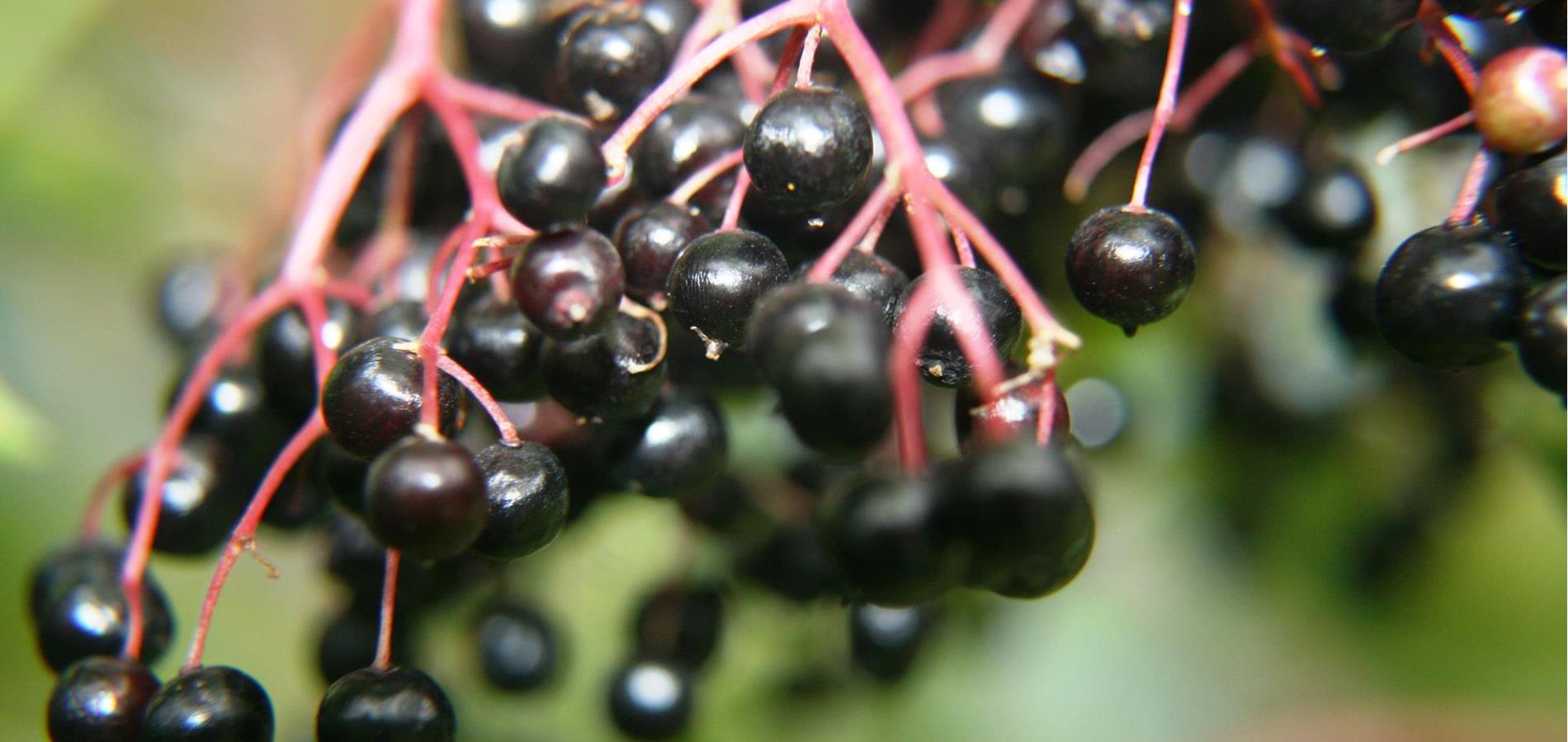 Elderberry syrup (Holermulli)