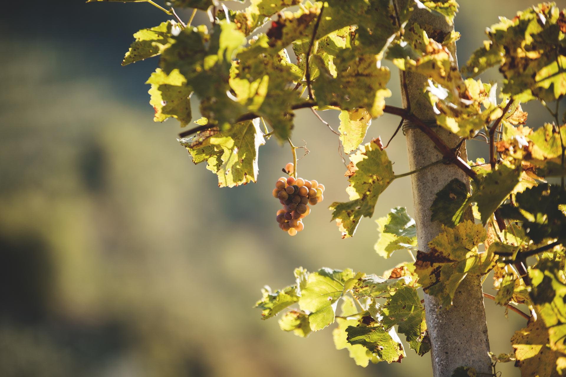 maike-descher-reben-blaetter-herbst