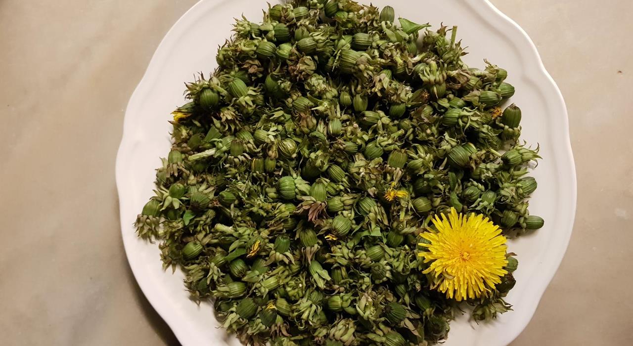 Pickled dandelion capers