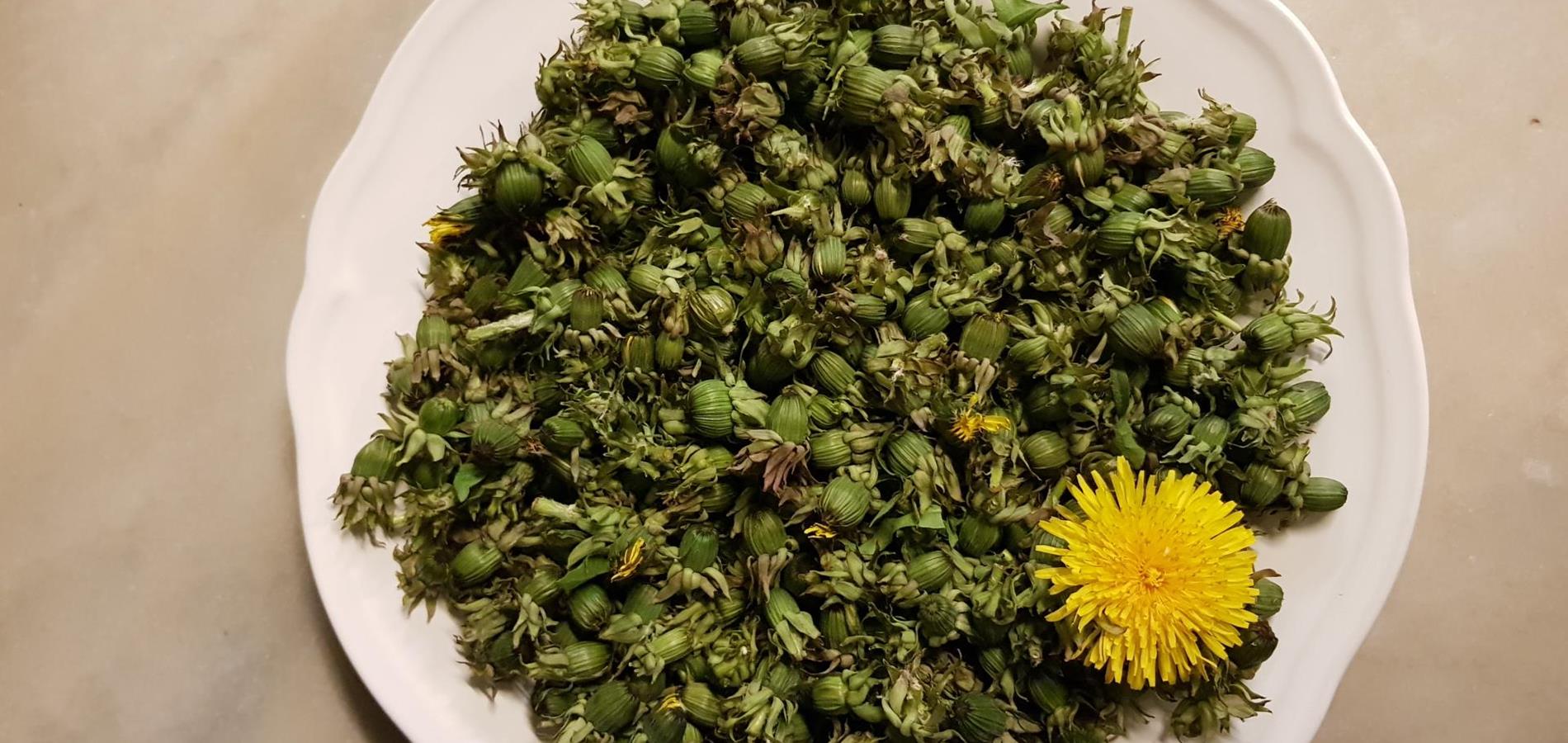 Pickled dandelion capers