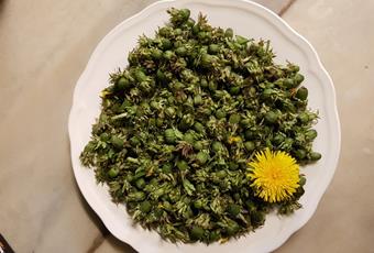 Pickled dandelion capers