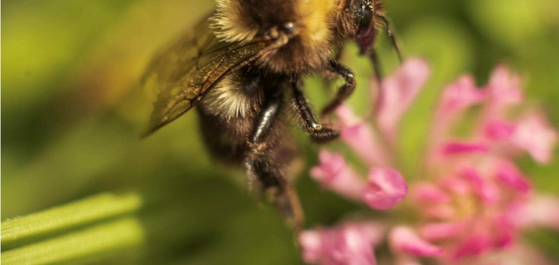 A love letter to nature