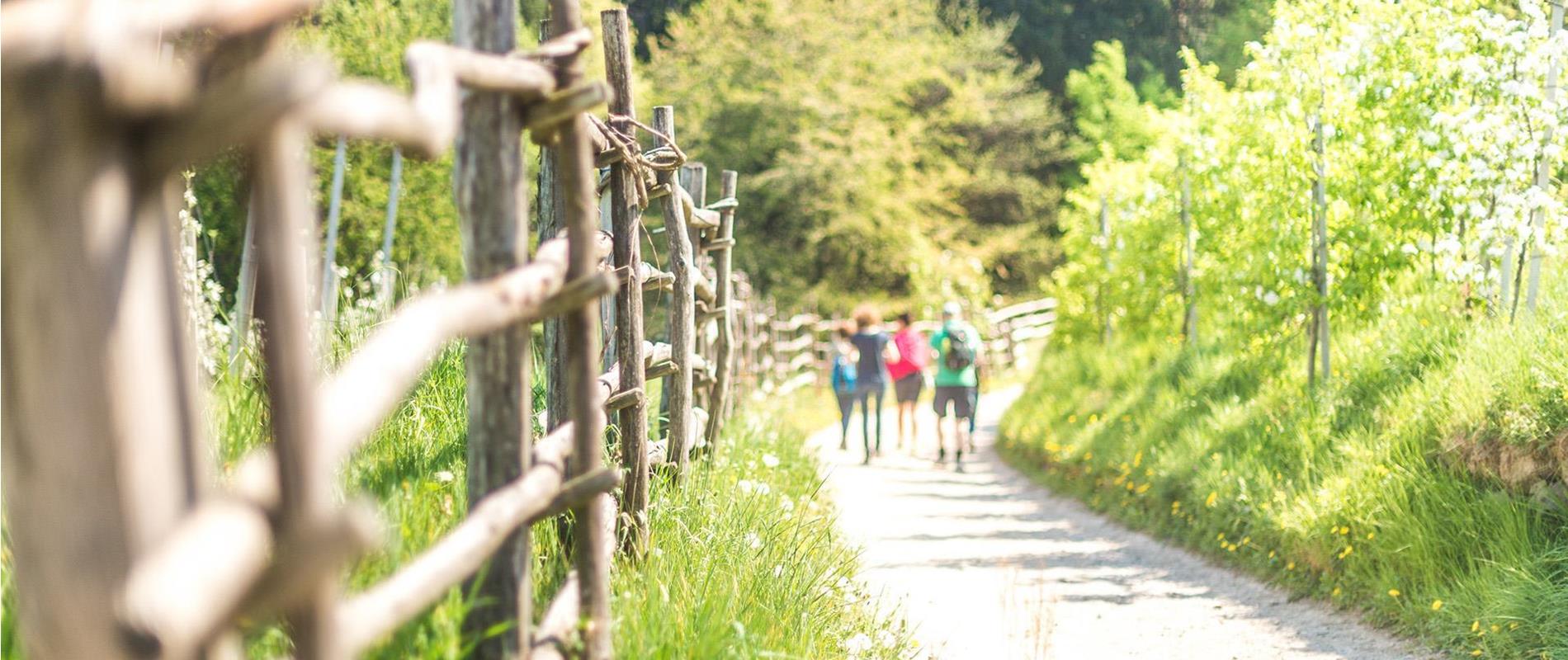 Hiking Trails in Lana and Surroundings near Merano