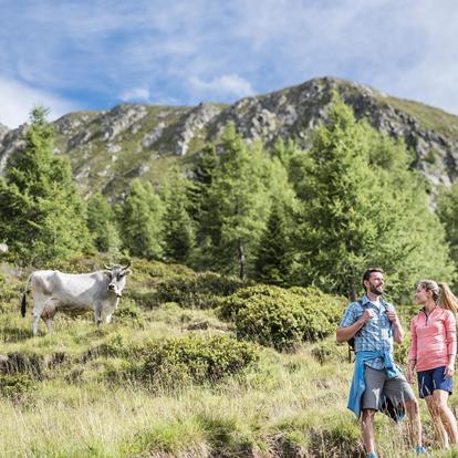 Geführte Wanderungen in Schenna