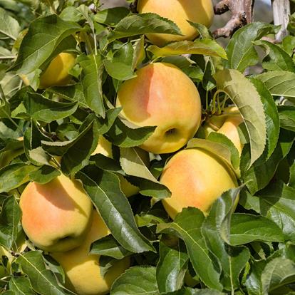 Tra sole e montagne: la mela nella Val Venosta