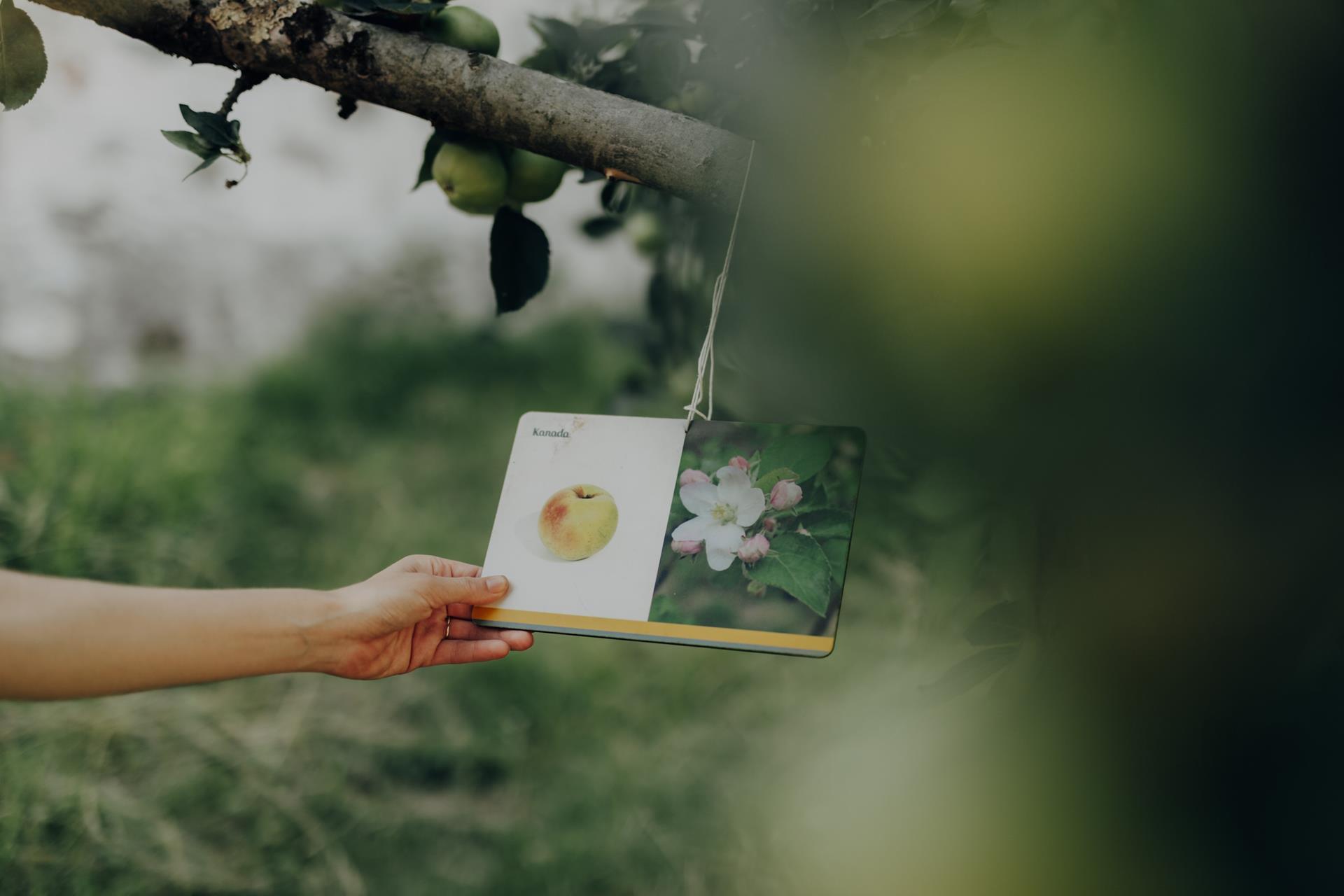 obstbaumuseum-maike-wittreck-6