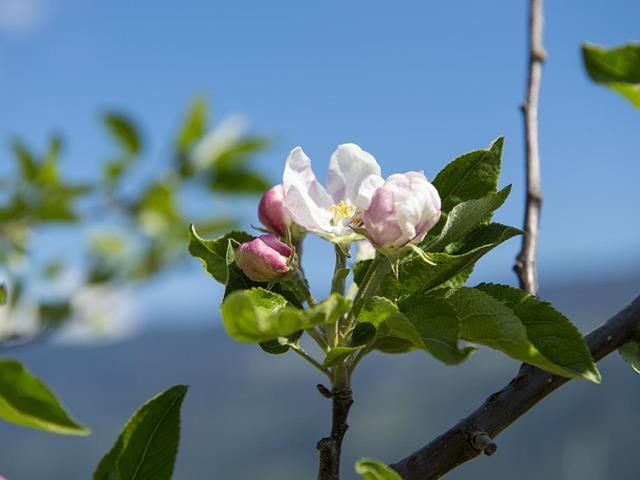 apfelbluete-fruehling-natur-tg-naturns-thomas-gruener