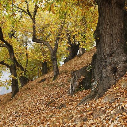 Castagnata e autunno a Tesimo - Prissiano