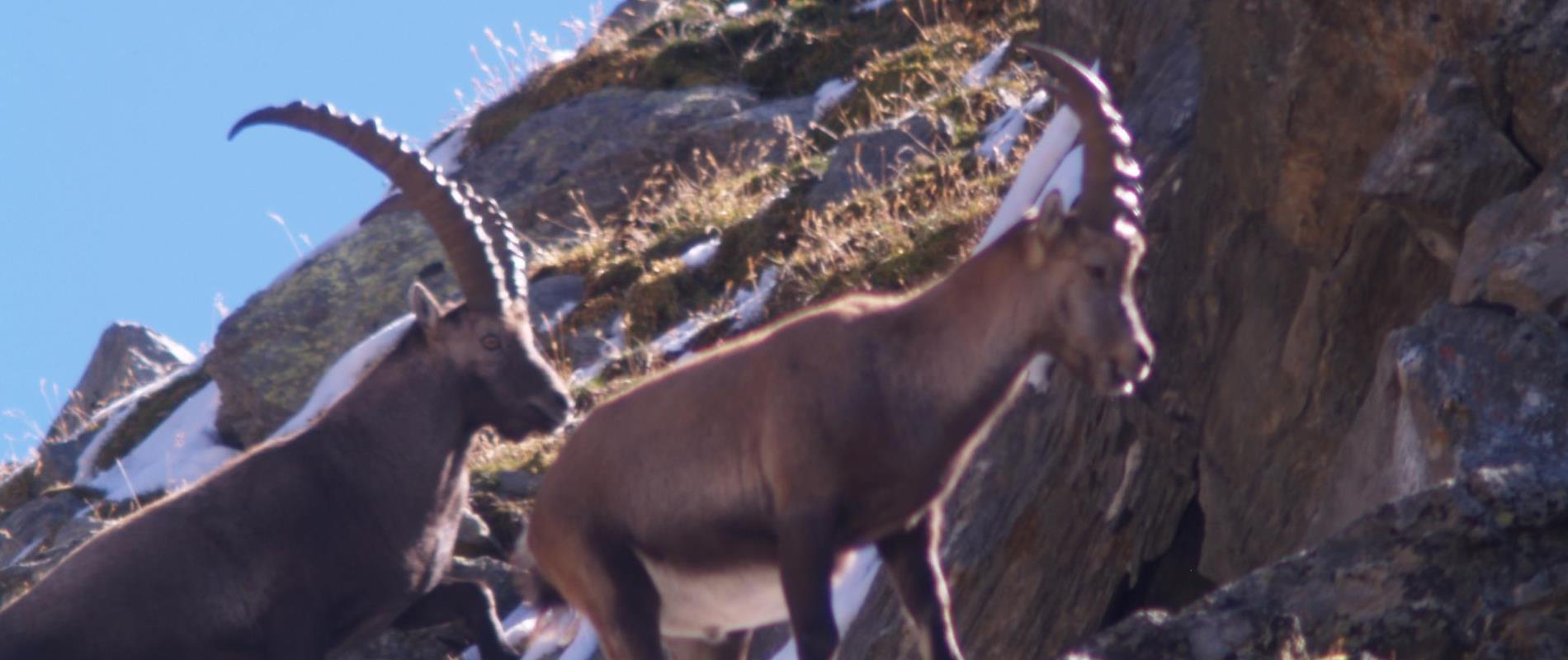 La fauna nel Parco naturale Gruppo di Tessa