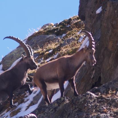 La fauna nel Parco naturale Gruppo di Tessa