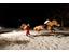 Event-Night-race2-Avelengo-Verano-Merano2000-dp