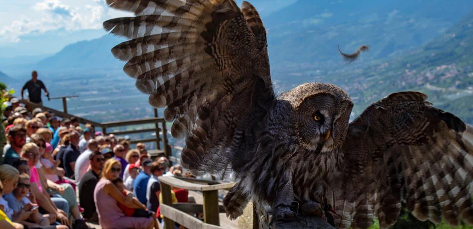 Täglich 2 Flugvorführungen im Pflegezentrum für Vogelfauna