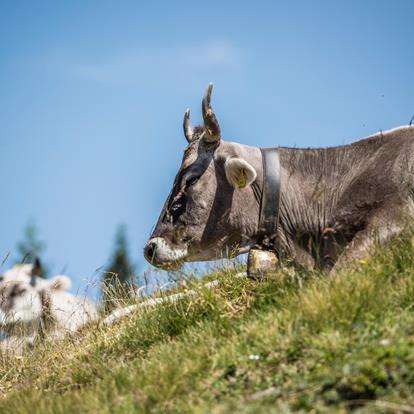 Il Grana dell’Alta Val di Non