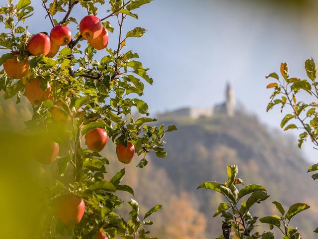 natur-apfelbaum-katharinaberg-schnalstal-ps