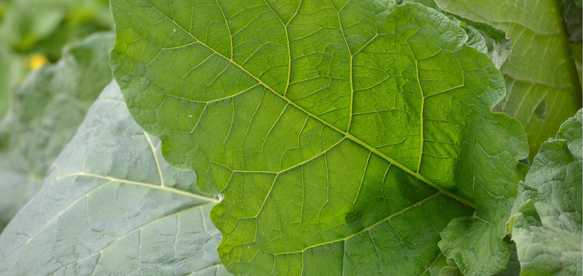 Große Klette – Arctium Lappa