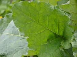 Bardana maggiore - Arctium Lappa