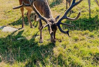 Incontro con animali selvatici