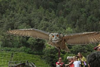 AIGLES, CHOUETTES ET VAUTOURS