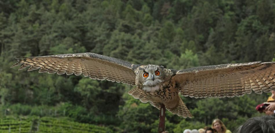 At eye level with eagles